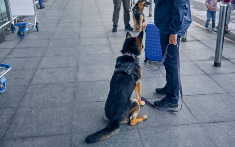 drug dog sitting beside security officer