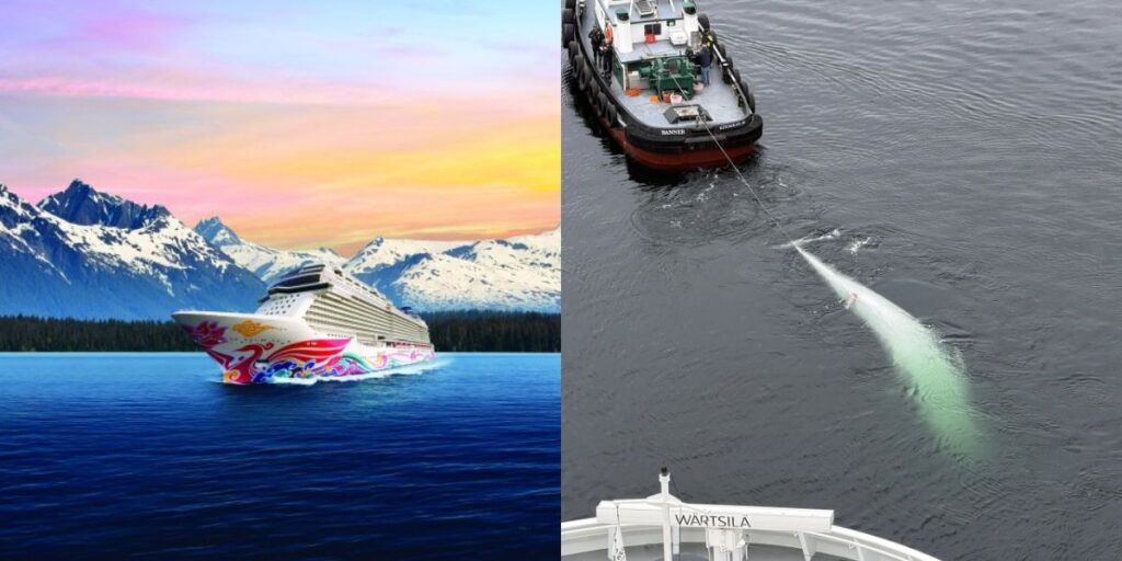 Norwegian Joy Dead Whale