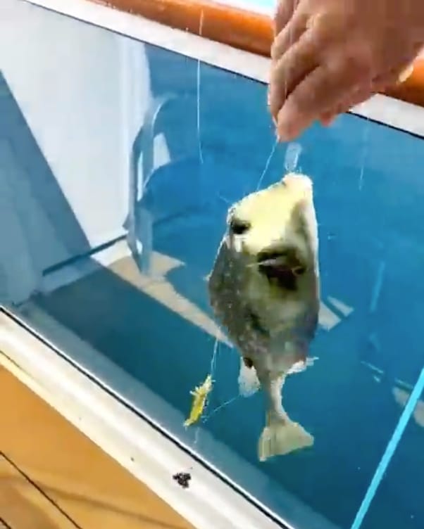 Fishing from a cruise balcony
