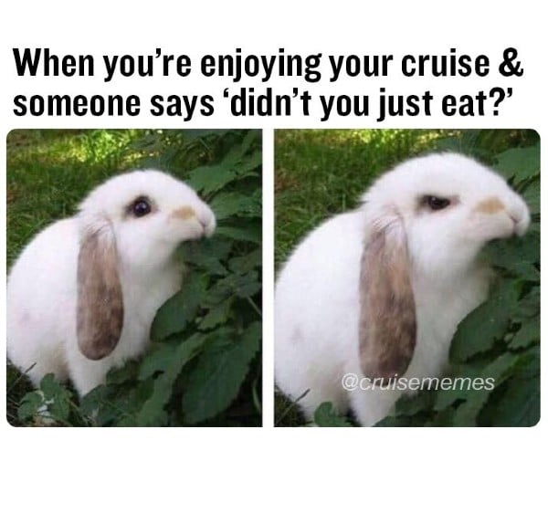 gunny rabbit cruise meme