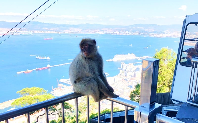 Monkey at Gibraltar