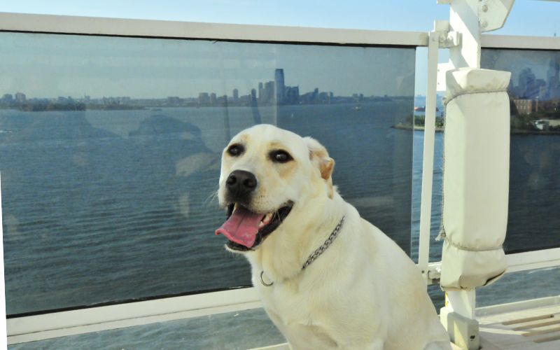 guide dog on a cruise