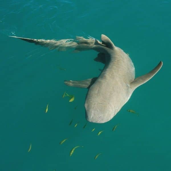 Lemon shark