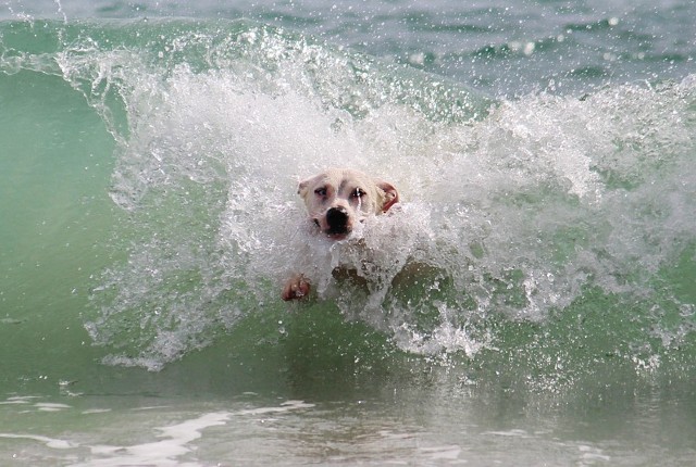 ocean dog names