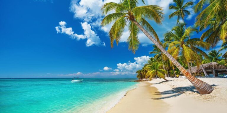 palm and tropical beach