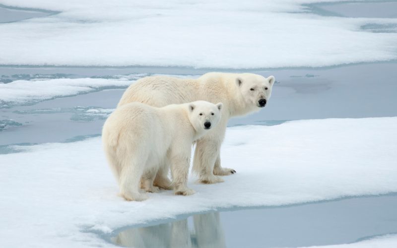 Polar bears