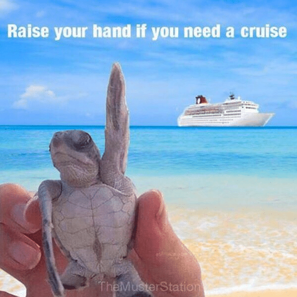 raise your hand turtle cruise meme