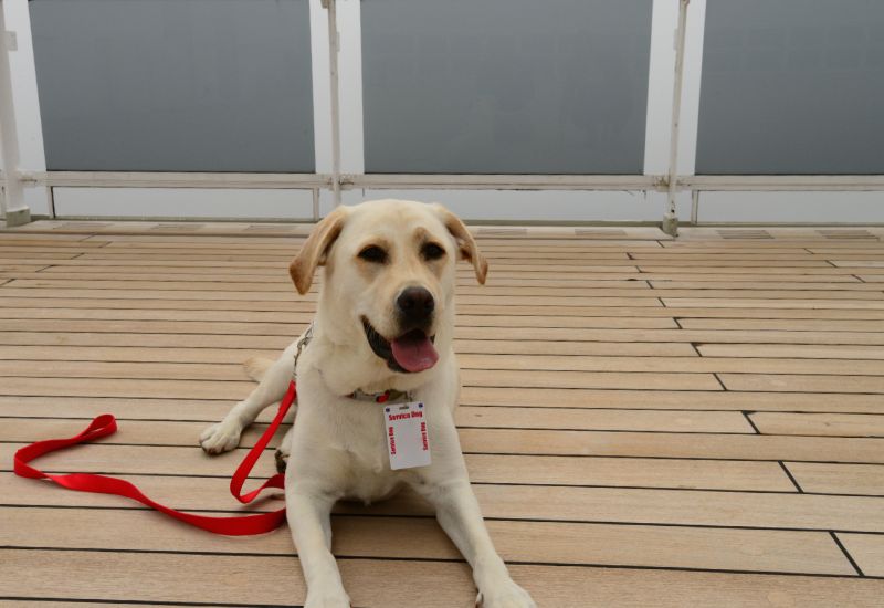 A jovial Labrador Retriever with a service dog vest lies on the wooden deck of a cruise ship, a red leash beside it. The dog's friendly demeanor and relaxed posture under the overcast sky create a welcoming atmosphere on the ship's deck.