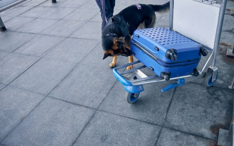 sniffer dog at cruise port