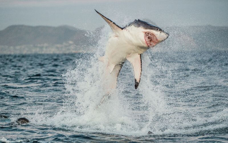 the jumping great white shark